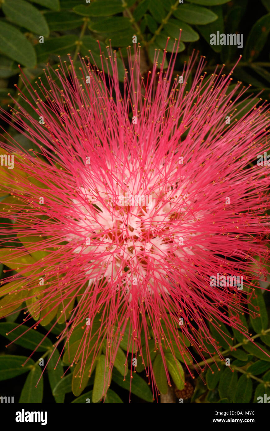 Bottlebrush Callistemon (fleurs), close-up. Banque D'Images