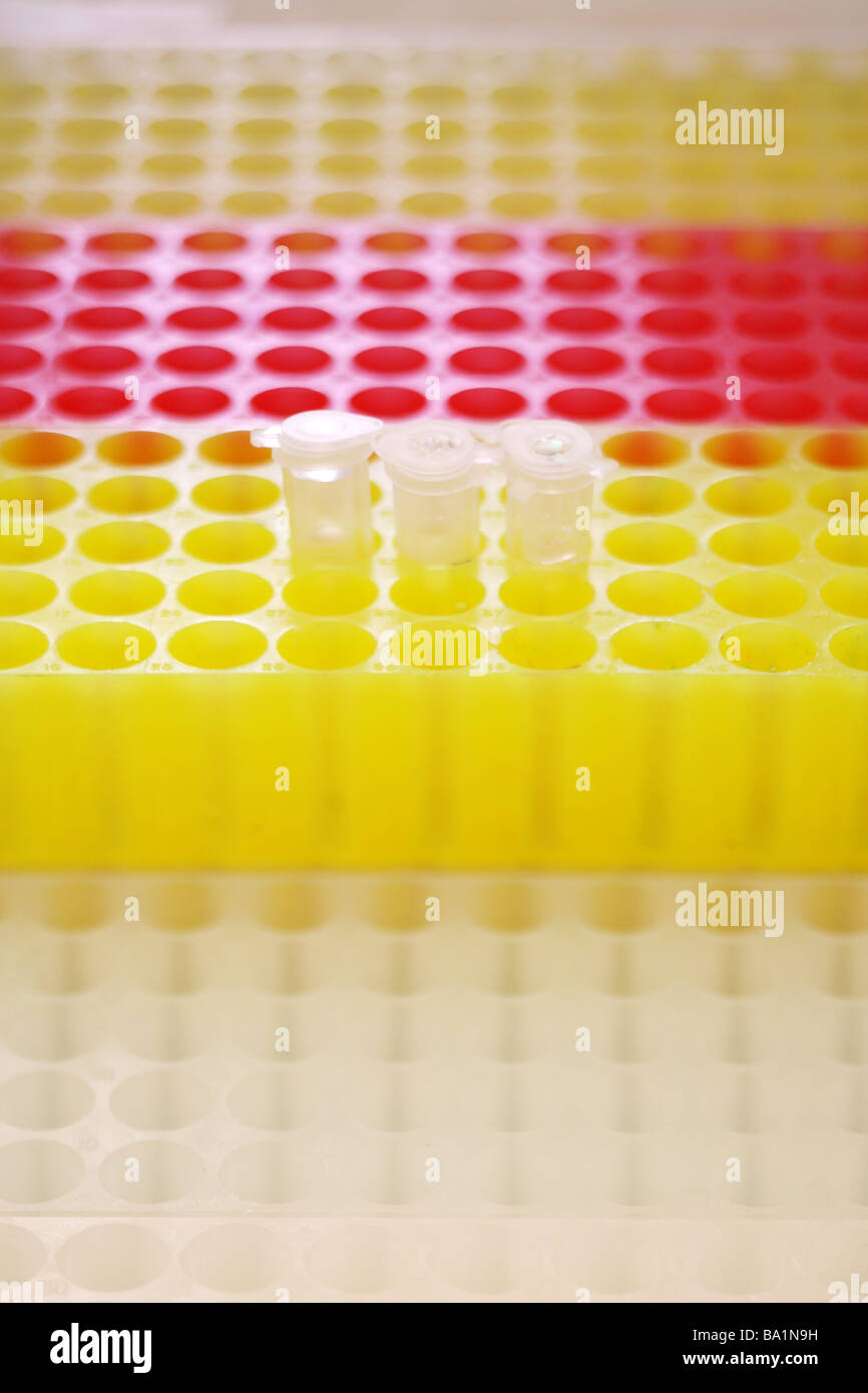 La recherche scientifique génome génétique biotechnologie recherche Laboratoire de biologie moléculaire de la séquence d'ADN dans un tube d'échantillonnage de pipette Banque D'Images