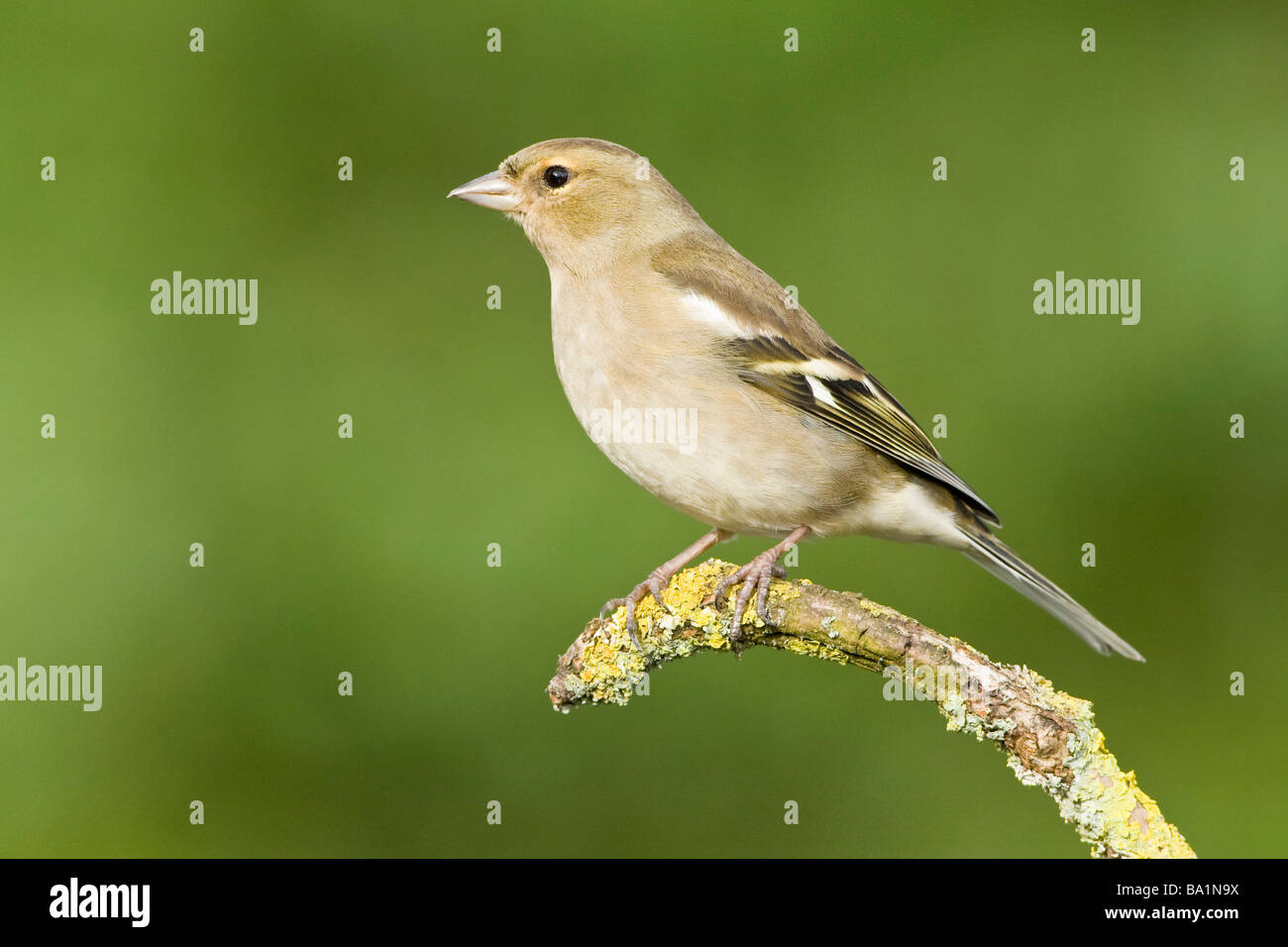 Chaffinch femelle sur le lichen covered Banque D'Images