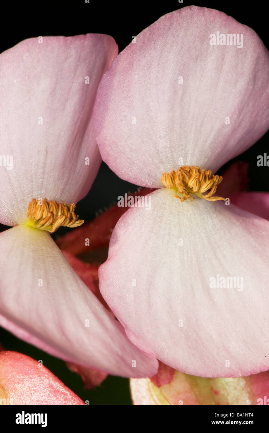 Close-up de bégonia fleurs Banque D'Images