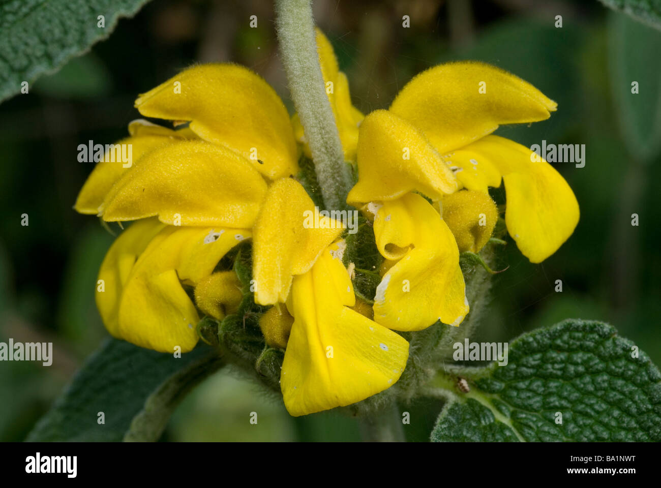 Phlomis fruticosa sauge de Jérusalem, Labiatae, Lazio, Rome, Italie Banque D'Images