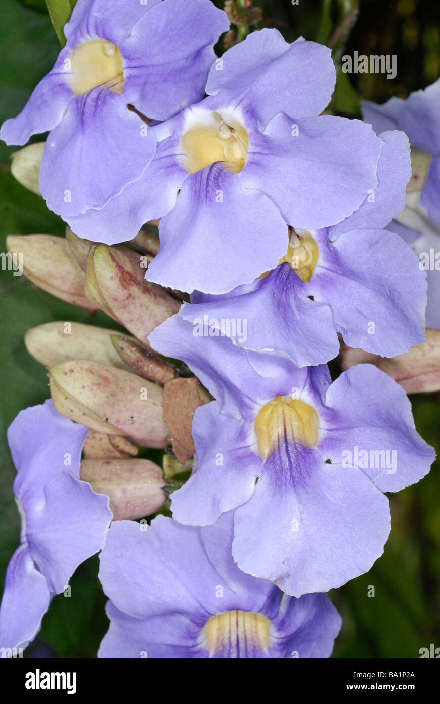 Fleur Bleue, close-up Banque D'Images