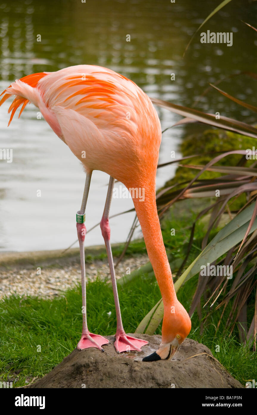 Flamant rose Phoenicopterus chilensis chilienne '' Banque D'Images