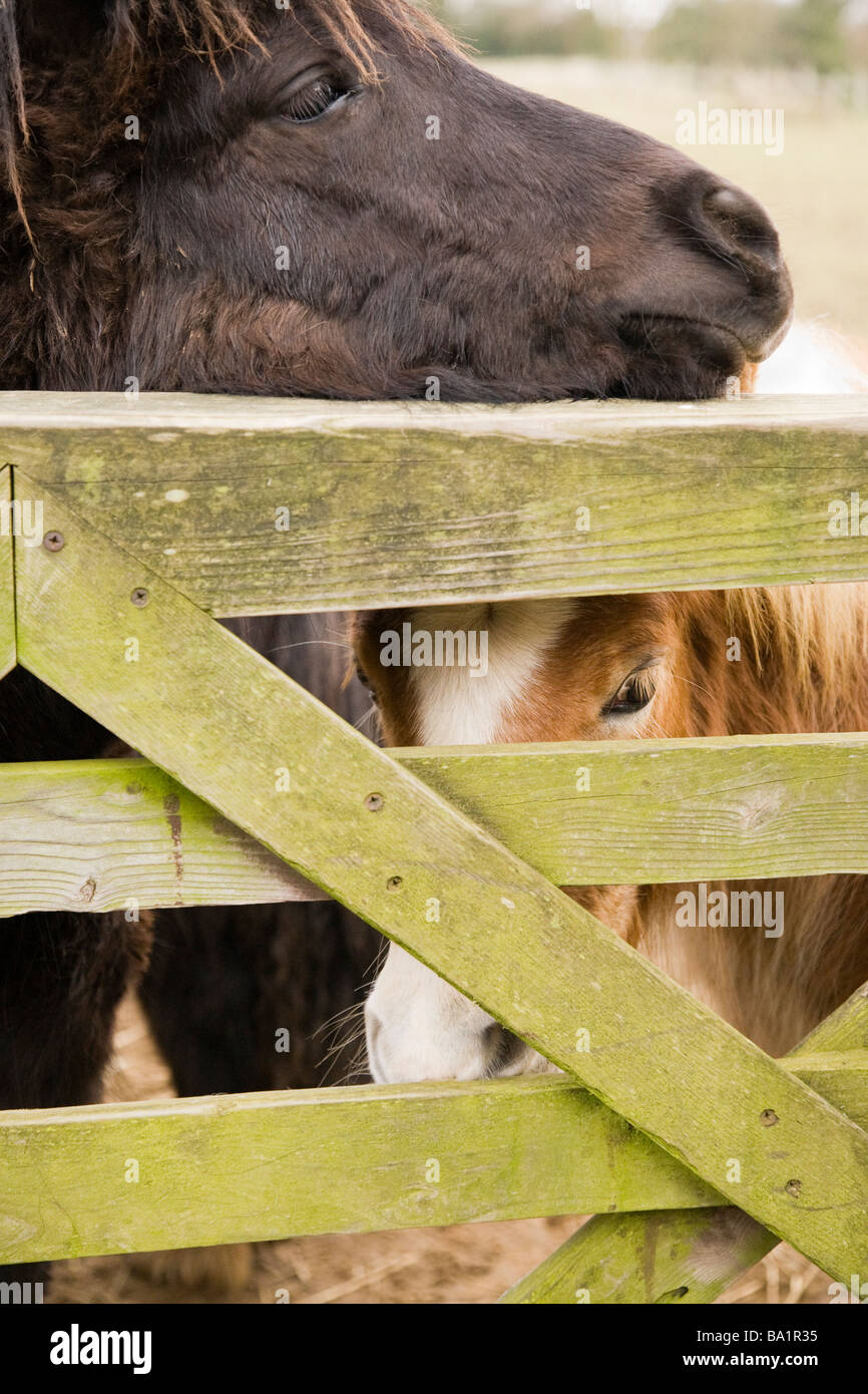 Deux poneys Shetland devant un portail Banque D'Images