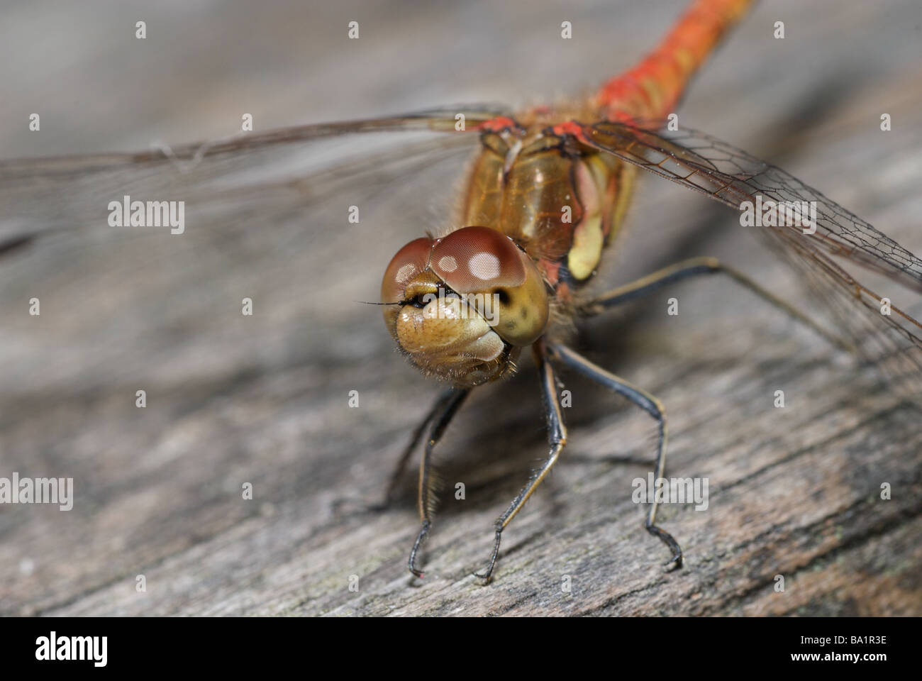 Commune mâle Sympetrum striolatum (dard) Dragonfly perché sur une branche, Kent, UK Banque D'Images