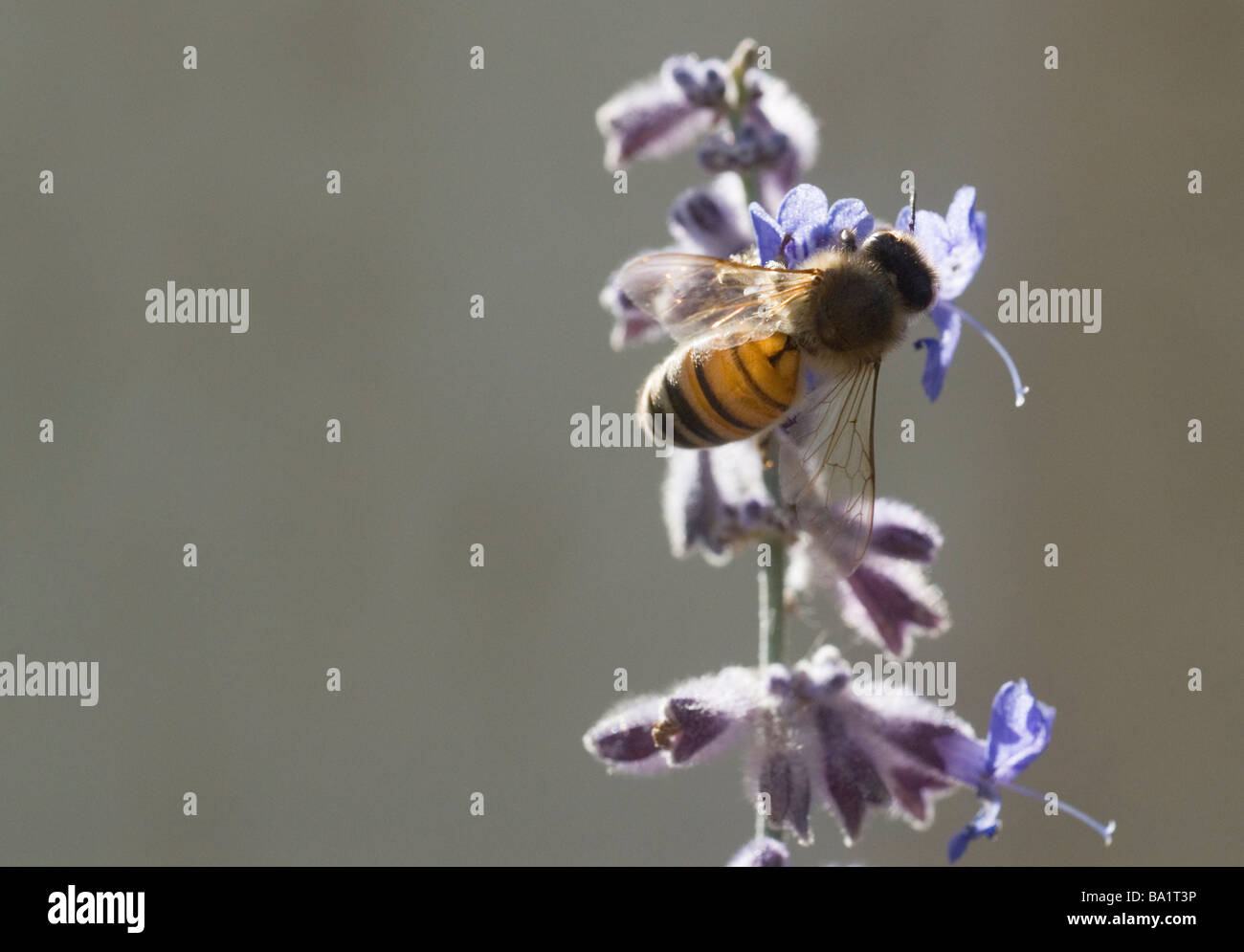 Abeille sur Perovsia ou Sauge Russe Banque D'Images