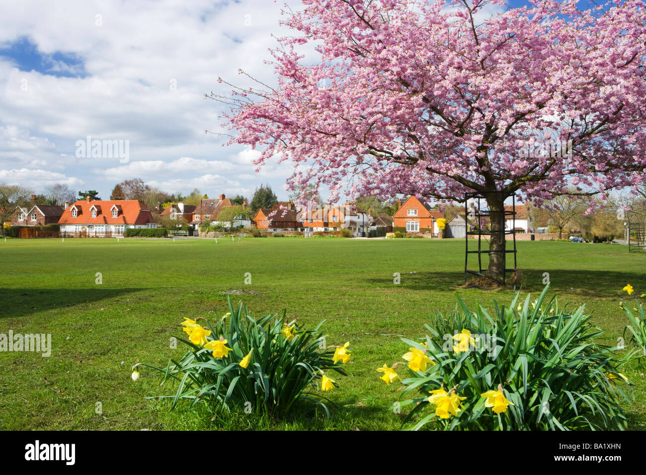 Lucky Duck, village green, Surrey, UK. Flowering cherry et les jonquilles. Banque D'Images