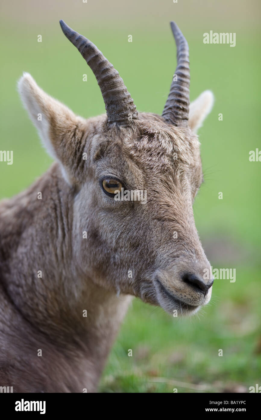 Le bouquetin de Sibérie - Capra ibex sibirica Banque D'Images