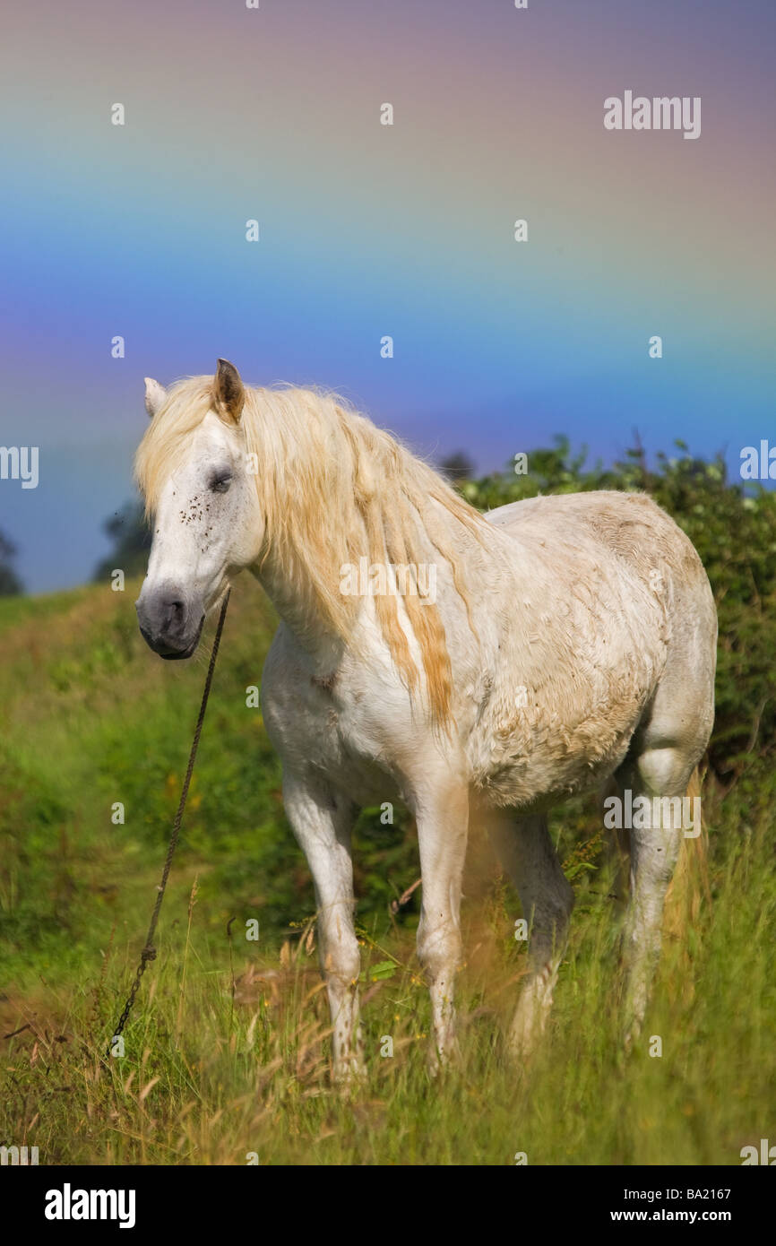 Cheval blanc sur une prairie avec arc-en-ciel sur l'arrière-plan, l'île de São Miguel, Açores, Portugal Banque D'Images