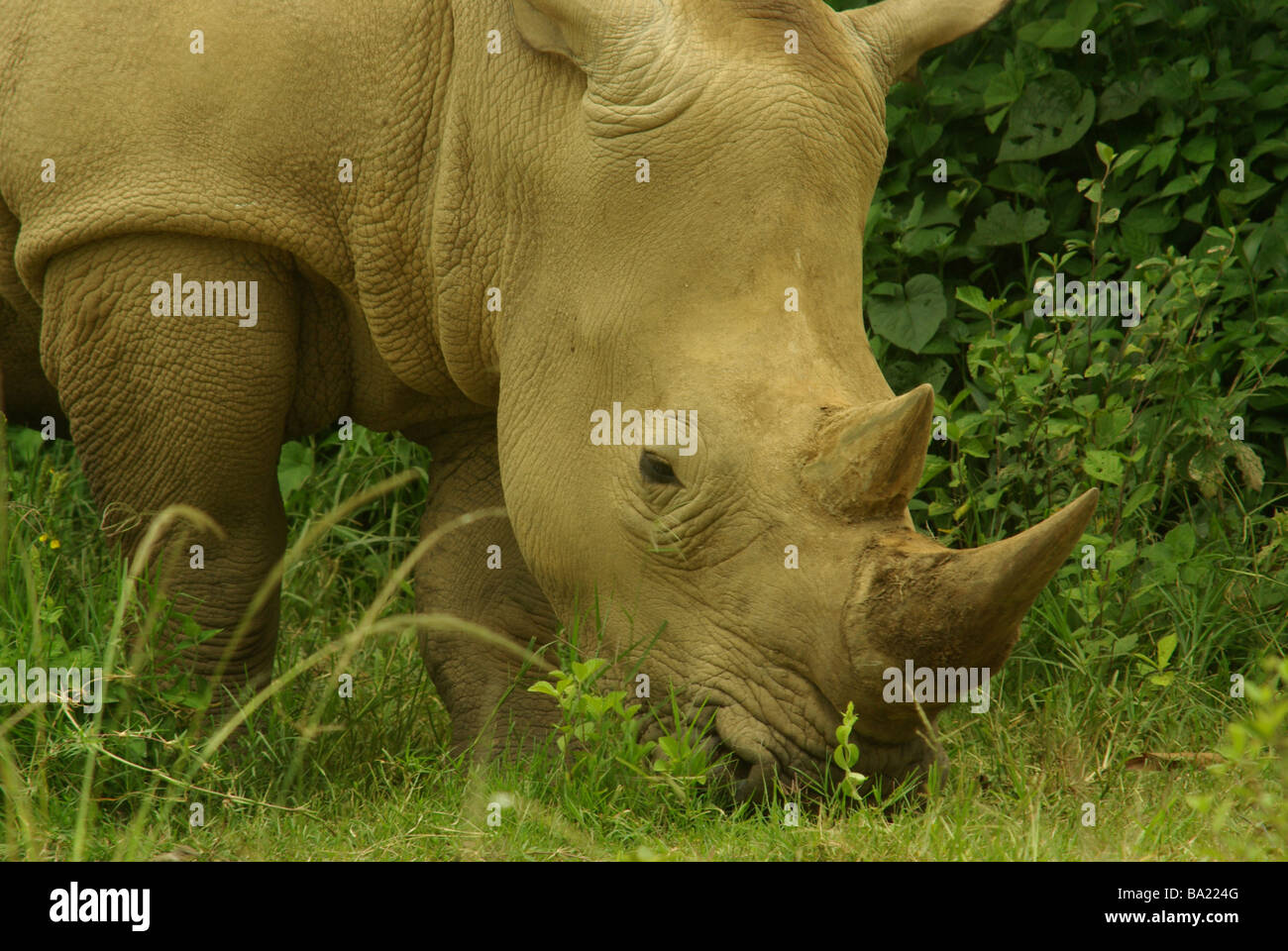 Le rhinocéros blanc - Ceratotherium simum Banque D'Images