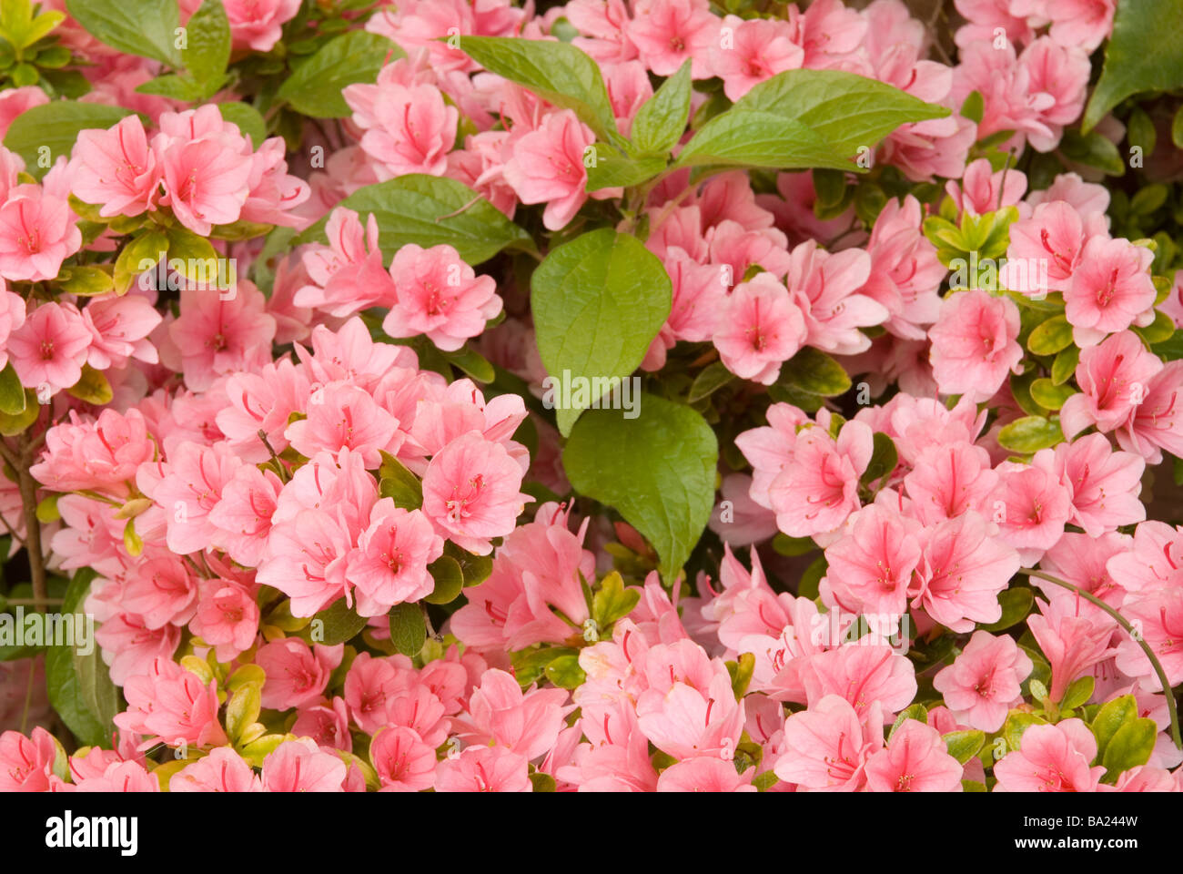 Rhododendron sp. 'Albert Schweitzer', azalée, Ericaceae Banque D'Images