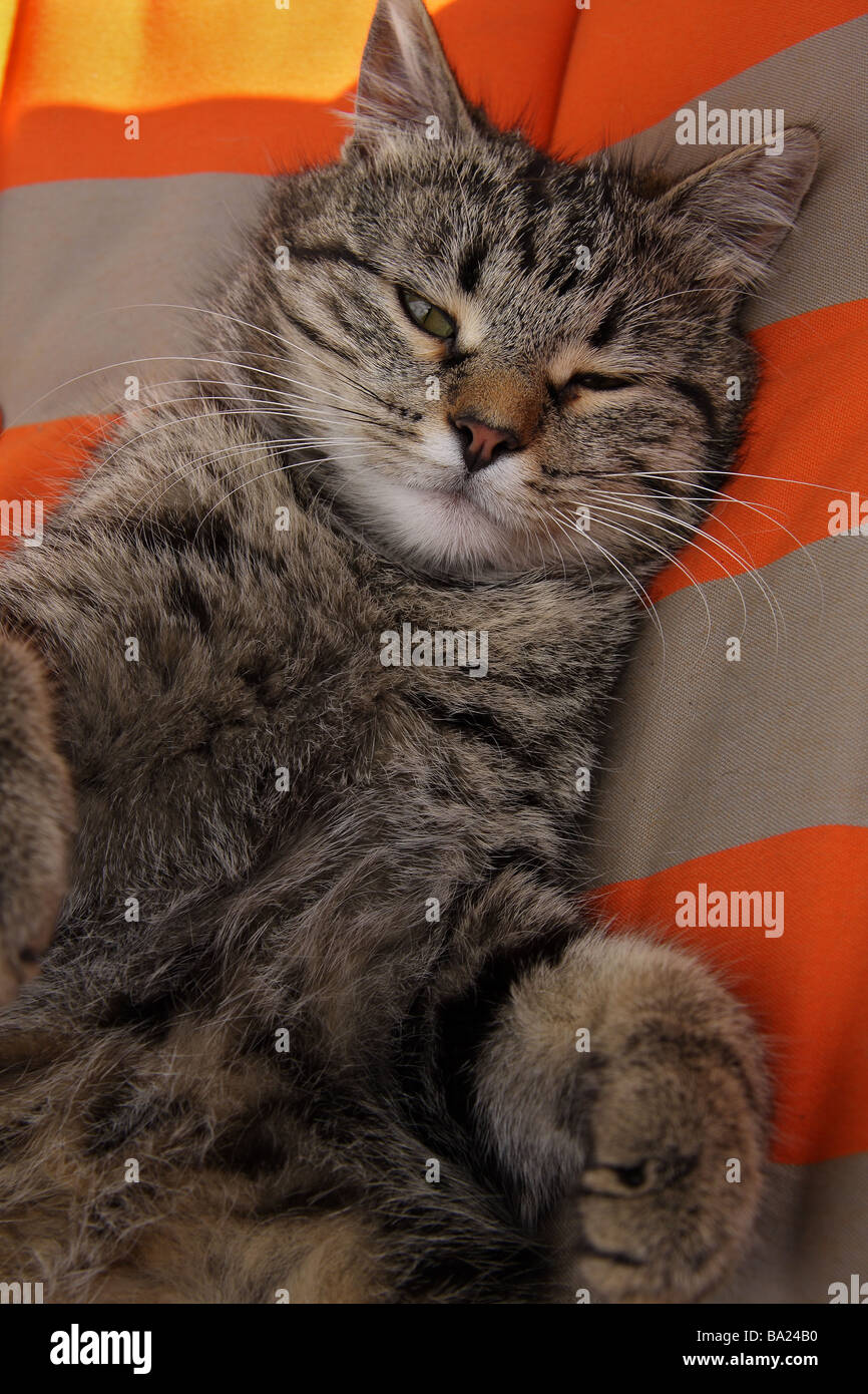 Un chat tigré couché sur le dos sur une chaise longue de couleur vive sur un heureux coup d'oeil sur son visage Banque D'Images