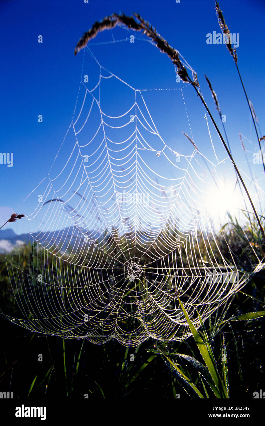 Spider Web et têtes de graine couverte de rosée matinale Banque D'Images