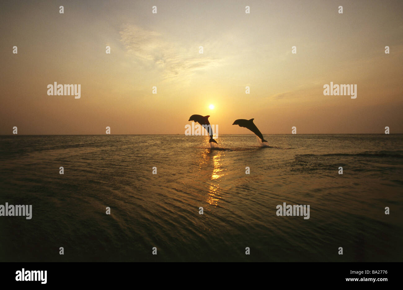 Silhouette mer dauphins Delphinus delphis ordinaire aller coucher du soleil des eaux série La faune Les animaux mammifères Meeressäugetiere Banque D'Images