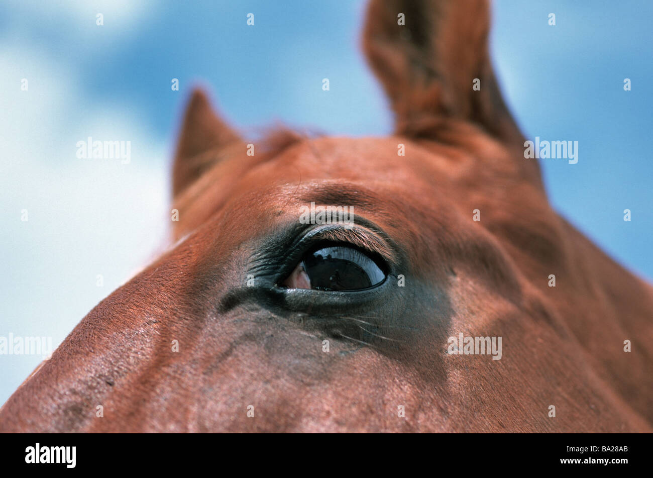 Fermer à tête de cheval Cheval mammifère animal-Reitpferd course de chevaux Quarter Horse-fourrure brun couleur des yeux tête animal regard-portrait détail Banque D'Images