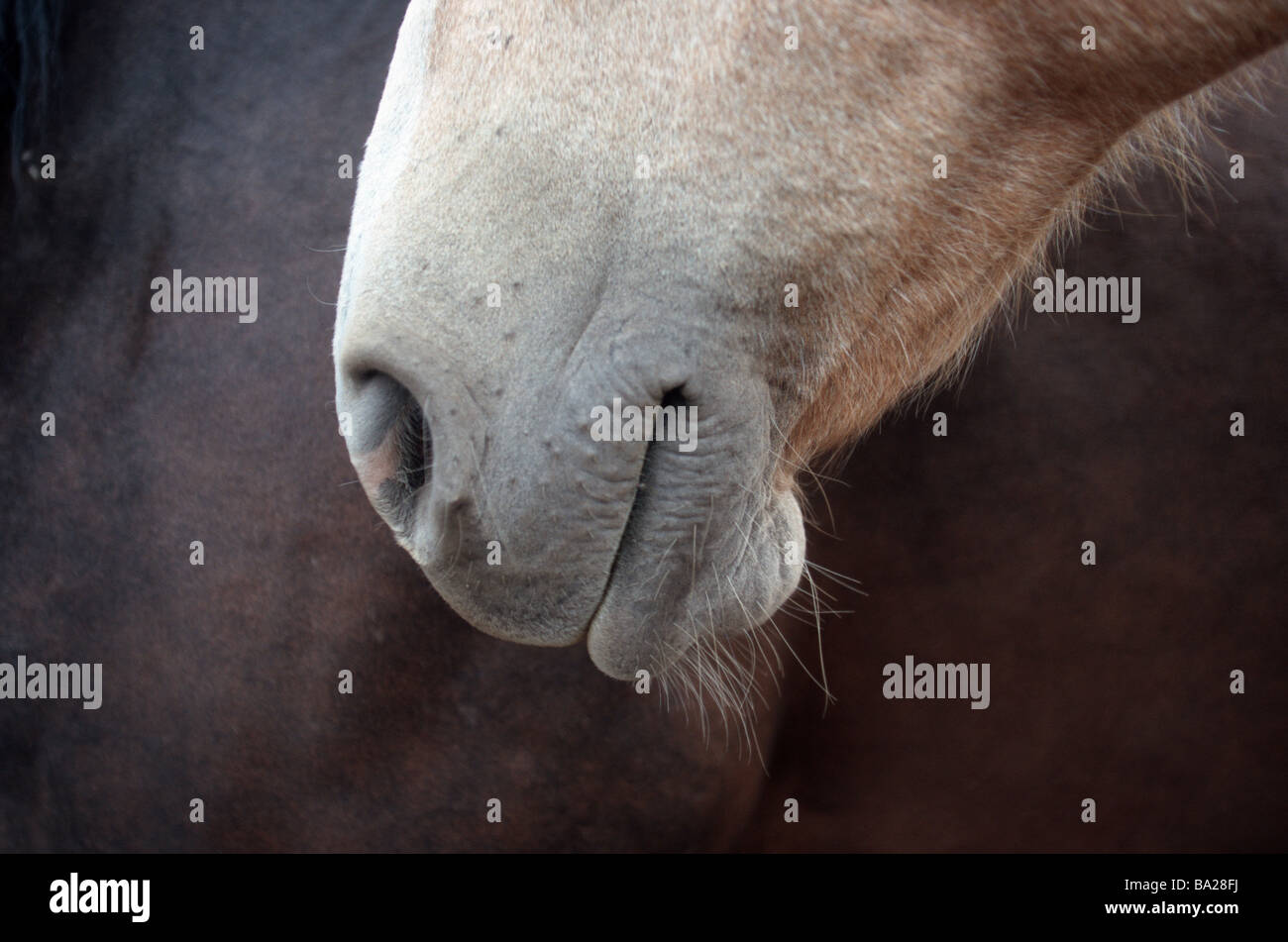 Profil de détails à tête de cheval mammifère animal Reitpferd-course course de chevaux cheval Tête bouche narines se détend tranquillement symbole de gauche Banque D'Images