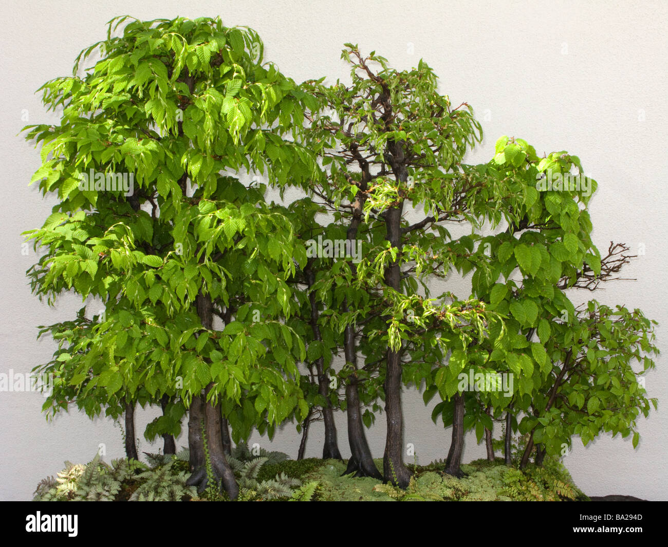 BONSAI ARBRES forêt de bouleaux Botanical Gardens LONGWOOD Kennett Square CHESTER COUNTY Florida USA Banque D'Images