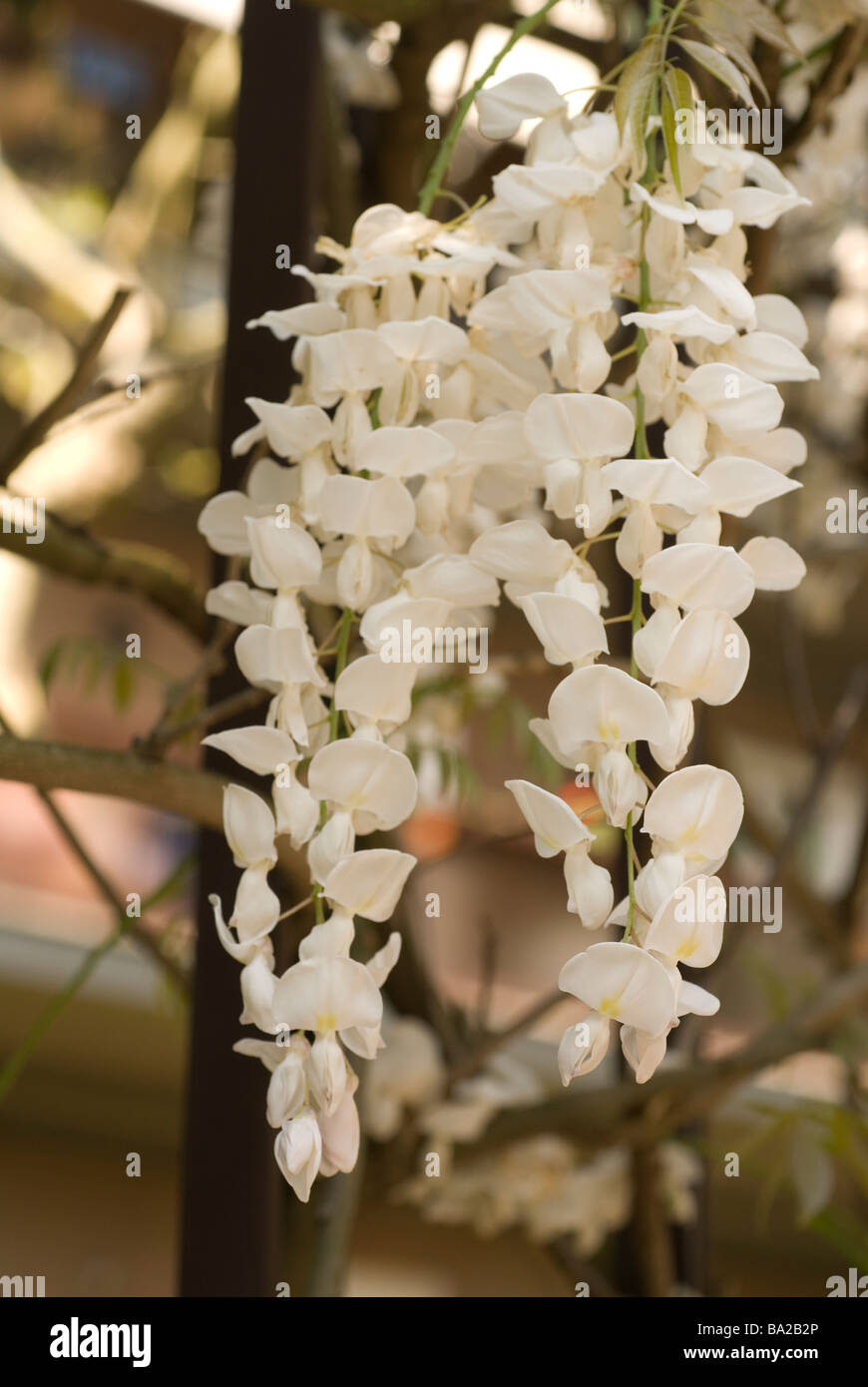 Wisteria sinensis (Glycine blanche 'Alba'), Leguminoseae Banque D'Images