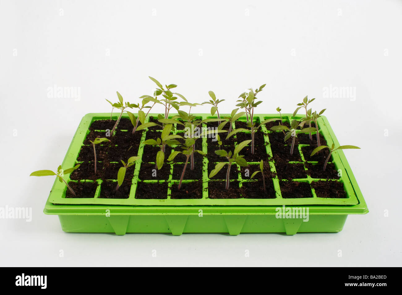 Stock Photo de plantes d'un bac Banque D'Images