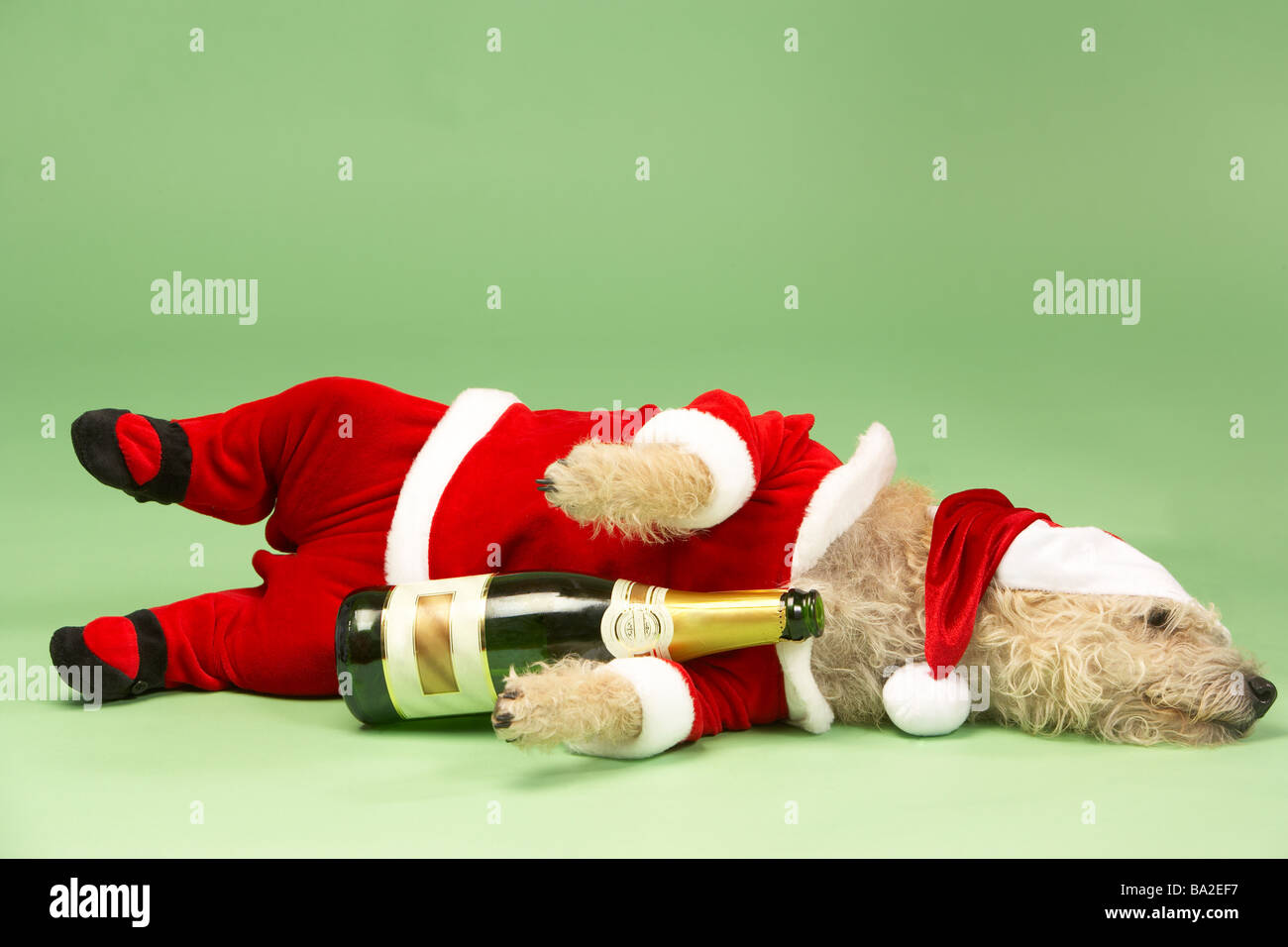 Petit Chien dans Santa Costume couché avec bouteille de Champagne Banque D'Images