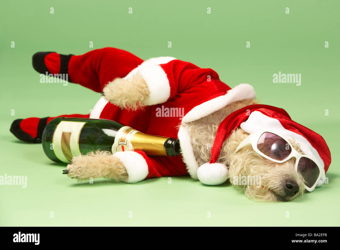 Petit Chien dans Santa Costume couché avec Champagne et de nuances Banque D'Images