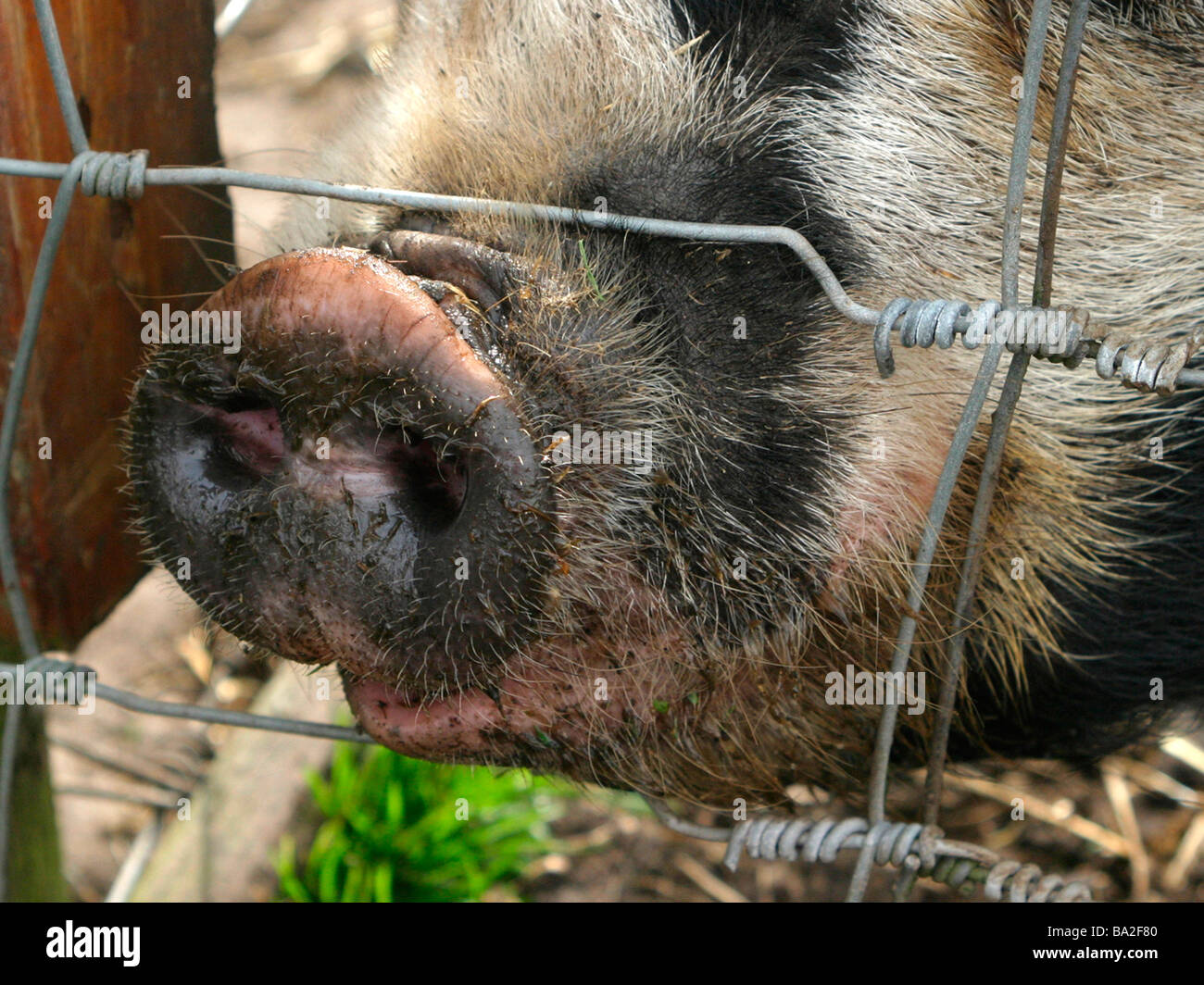 Un vieux cochon à Gloucester Place grâce à une clôture. Banque D'Images