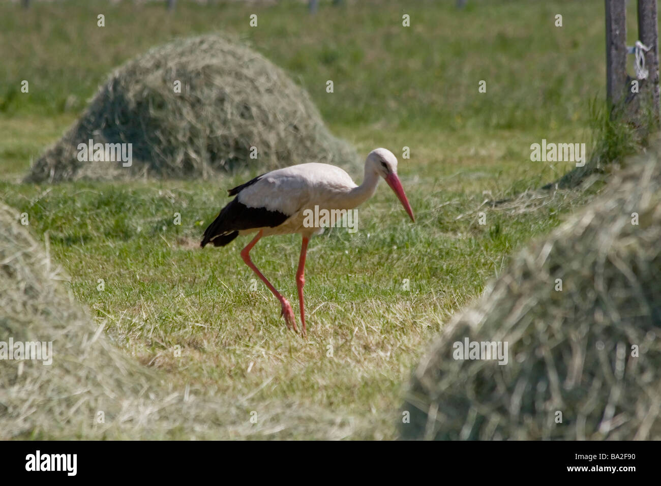 Cigogne Blanche (Ciconia ciconia) Balade dans le champ avec des bottes de foin Banque D'Images