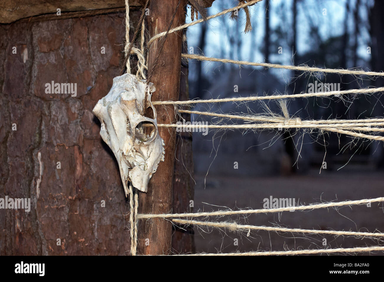 Un crâne de cerf dans le village indien Powhatan à l'établissement de Jamestown Williamsburg en Virginie Banque D'Images