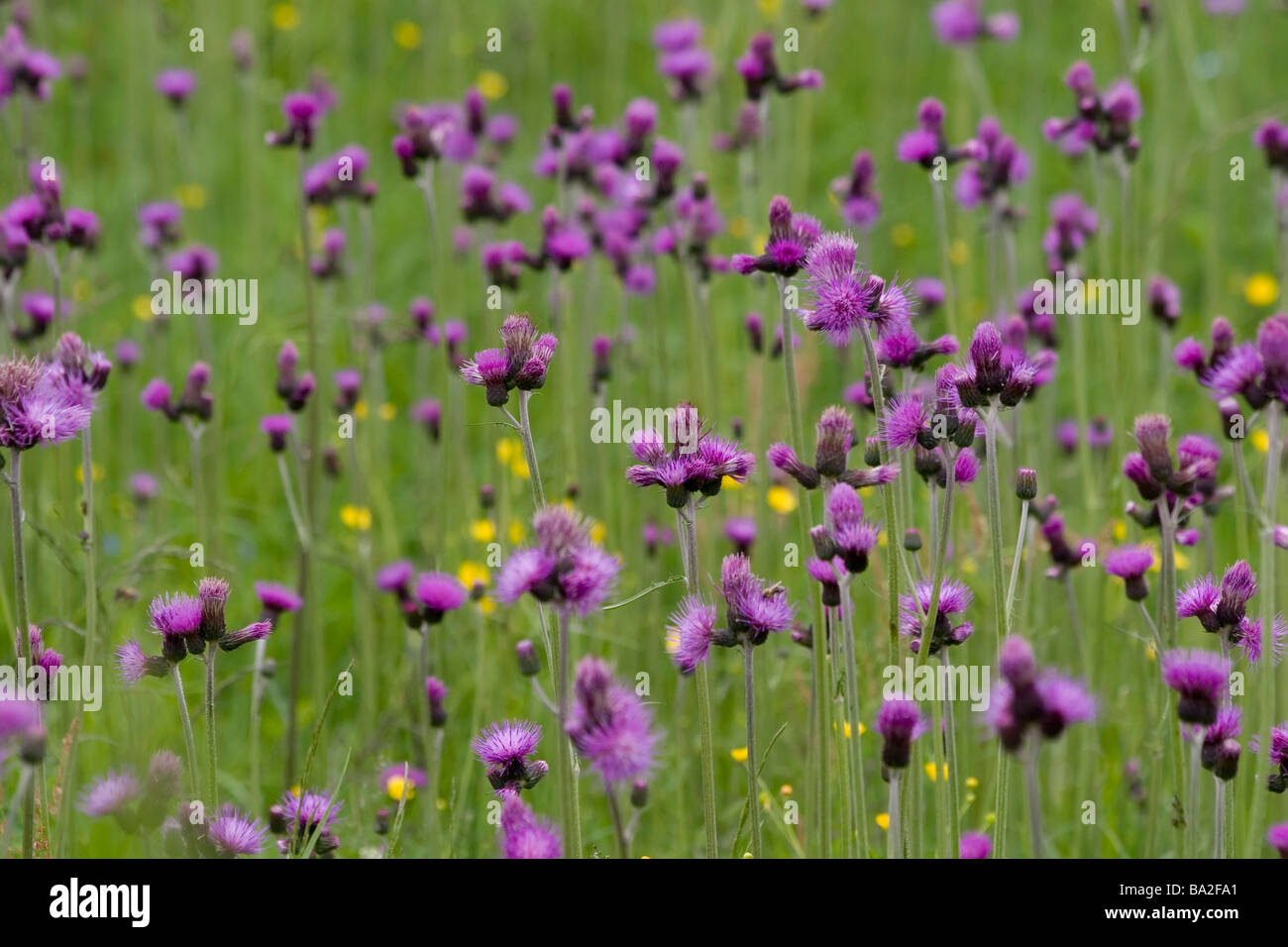 Prairie pleine de fleurs plumeuses pourpre, Cirsium rivulare Banque D'Images