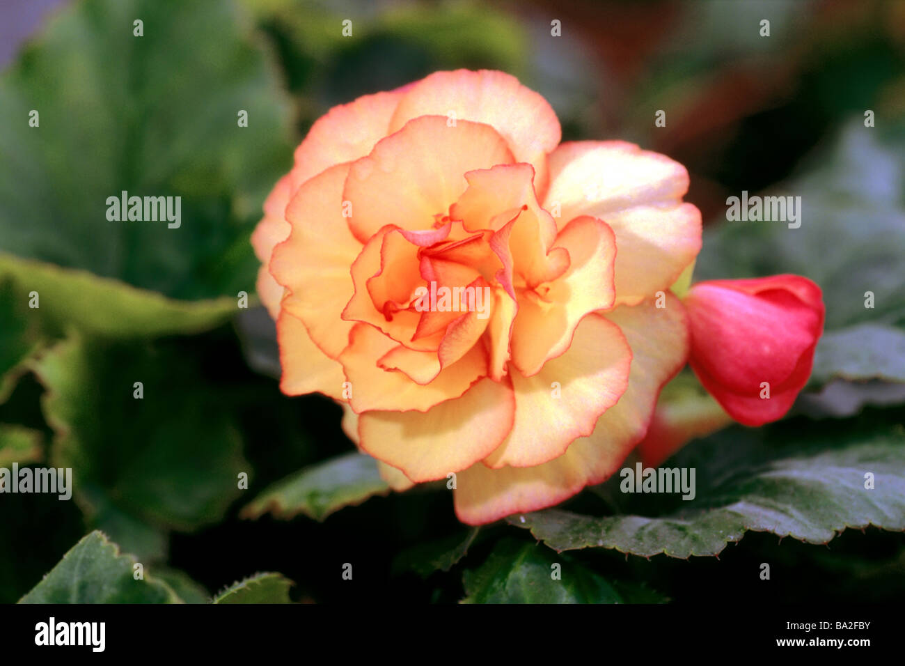 Bégonia tubéreux (Begonia x tuberhybrida), variété : Orange Jaune, fleur et bud Banque D'Images