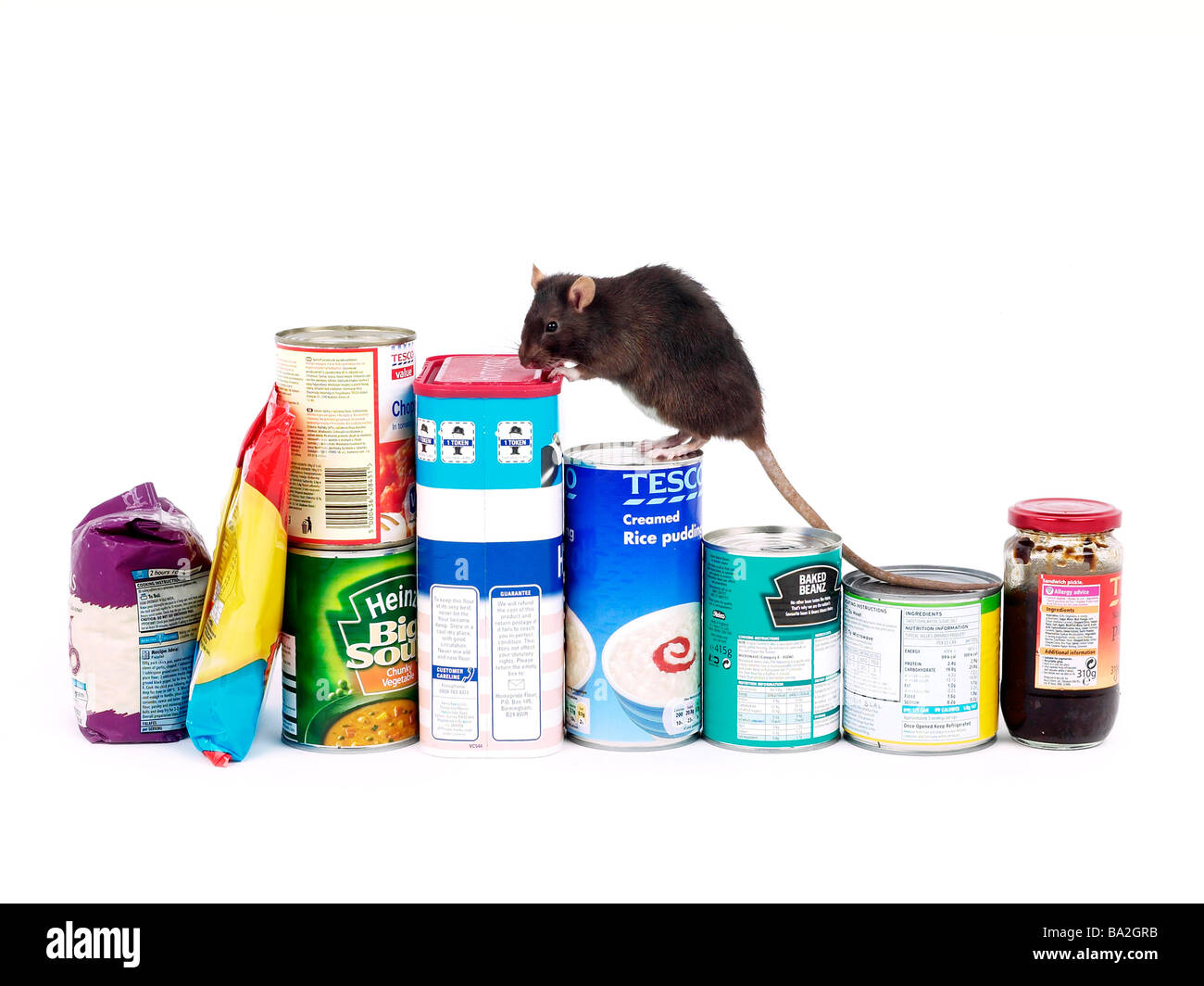 Un rat brun entouré par la nourriture, un rat dans une cuisine. Banque D'Images