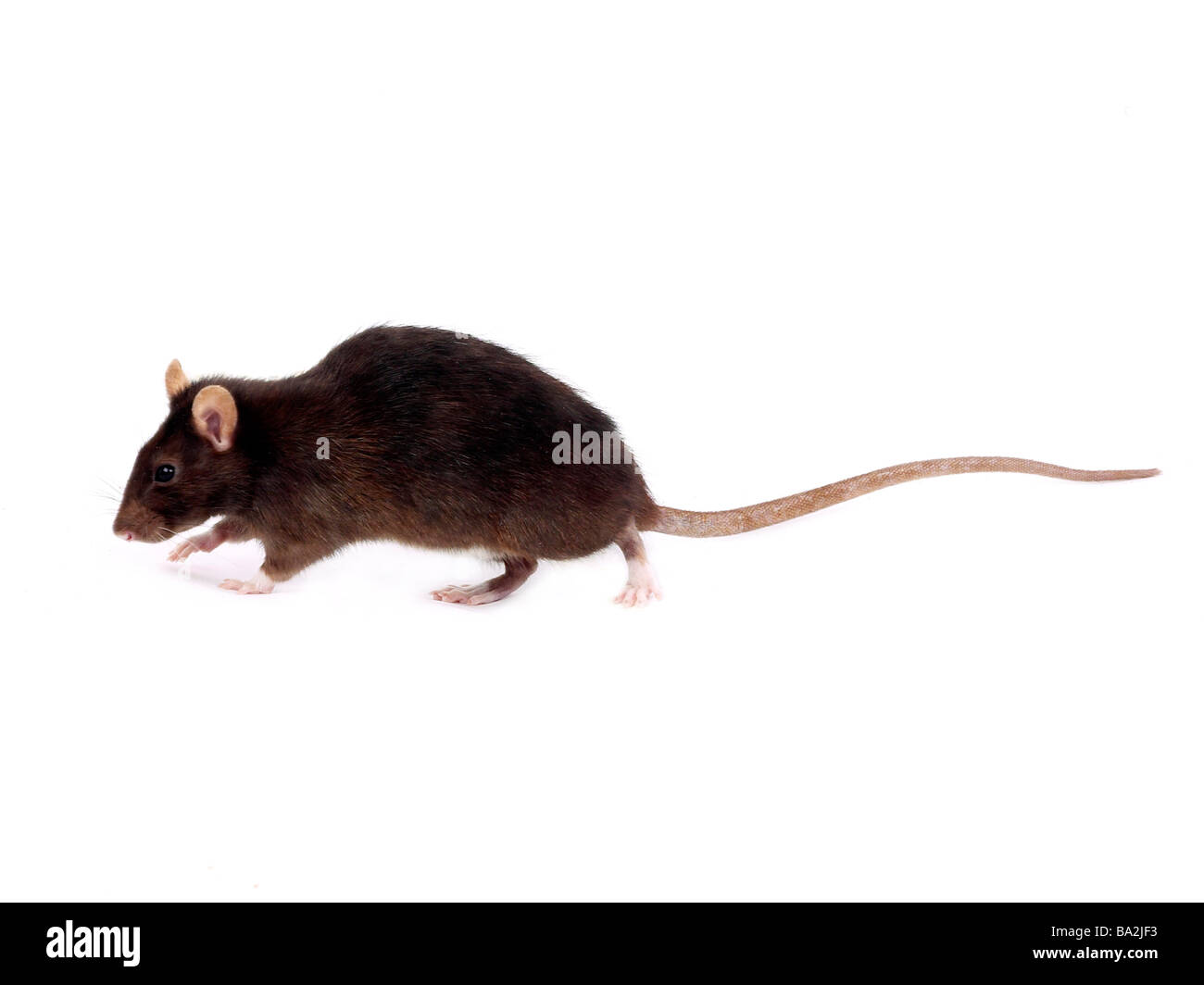 Un rat brun reniflant le sol. Banque D'Images