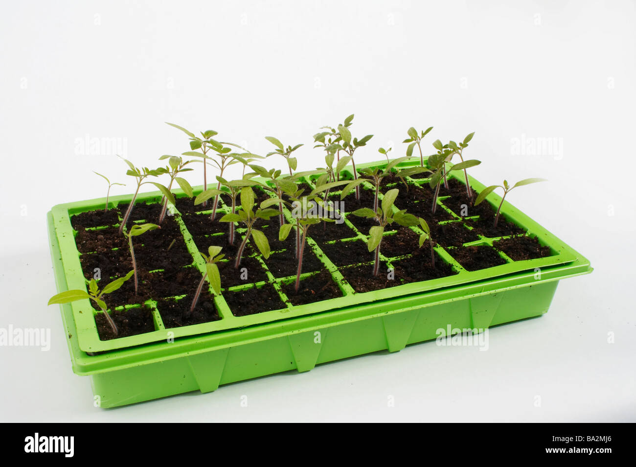 Stock Photo de plantes d'un bac Banque D'Images