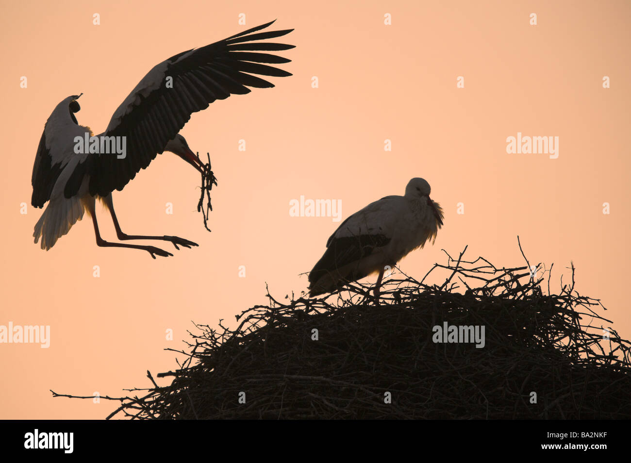 Weißstörche silhouette Storchennest Ciconia ciconia nest-construction la tombée de la faune Les animaux oiseaux animaux jeu d'oiseaux migrateurs Banque D'Images