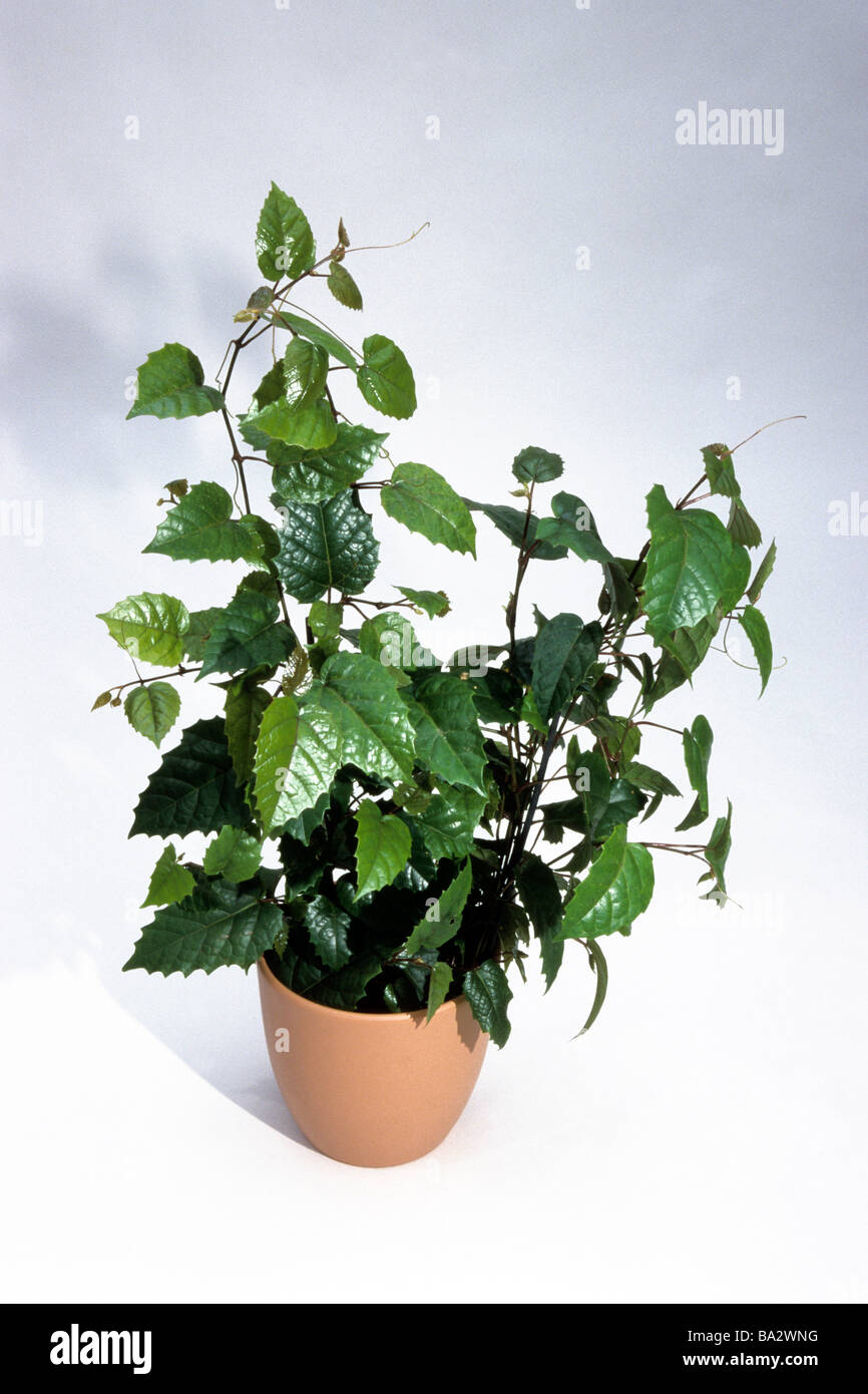 Vigne kangourou (Cissus antarctica), plante en pot, studio photo Banque D'Images