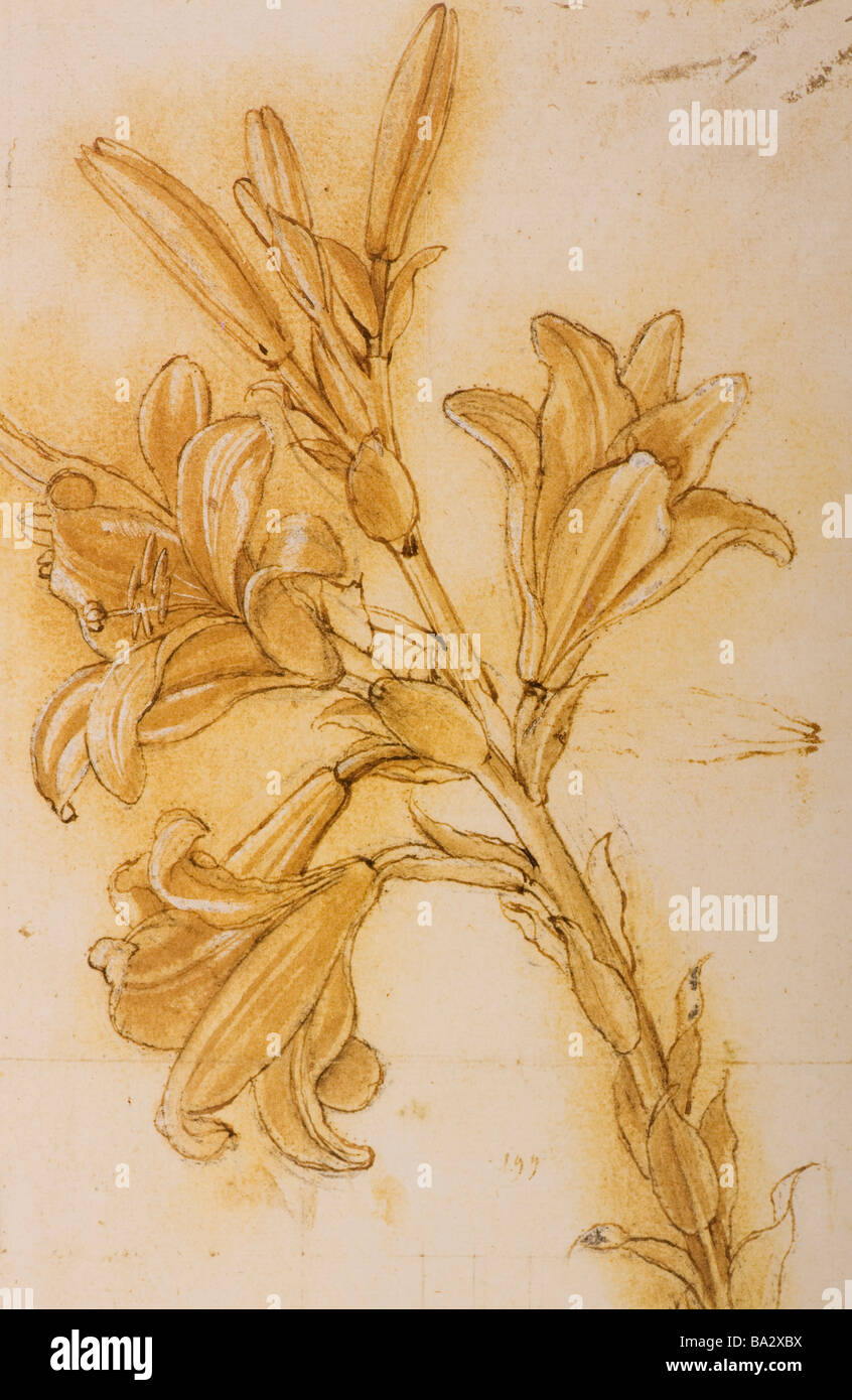 Étude d'une Lily par Leonardo da Vinci 1480-1485 plume et encre sur craie noire Banque D'Images