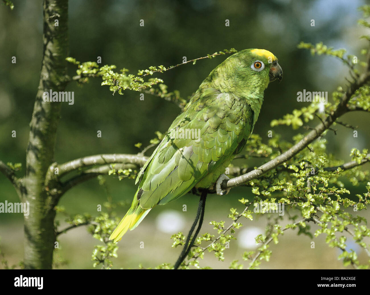 À tête jaune arbuste-Amazon Amazona ochrocephala belizensis faune animal bird parrot Amazon plumages exotiques jaune vert Banque D'Images