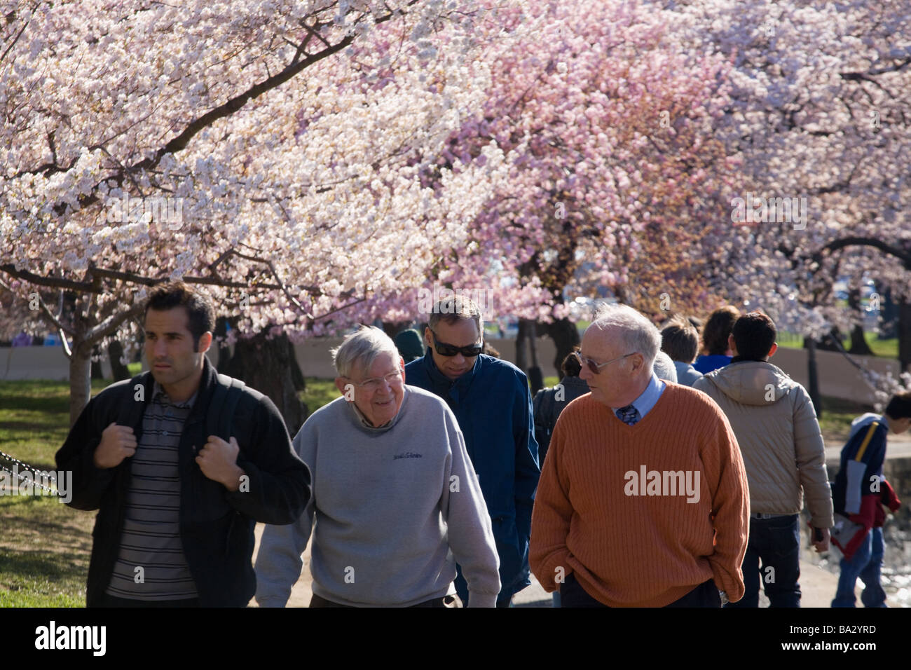 La floraison des cerisiers japonais autour de tidal basin Washington DC Banque D'Images