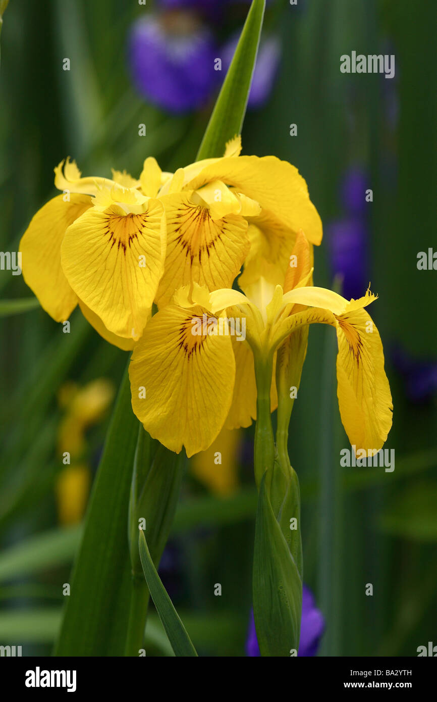 Iris pseudacorus iris jaune jaune fleurs détails plantes fleurs plantes-ornement plantes Iridaceae iris-reed des nénuphars, Iris des marais Banque D'Images