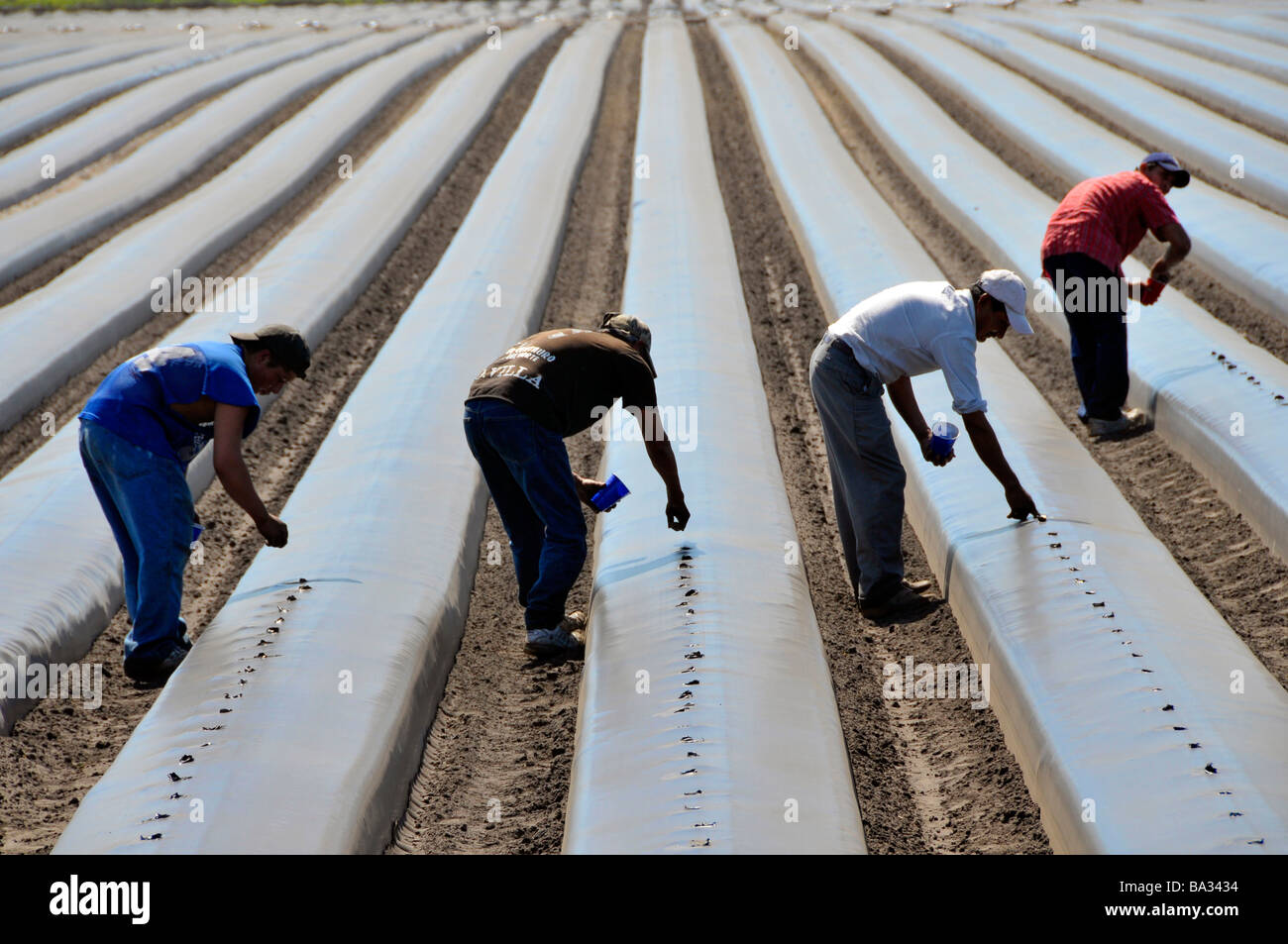 Les travailleurs agricoles migrants plant de tomates sur des lits surélevés à Plant City Central Florida Banque D'Images