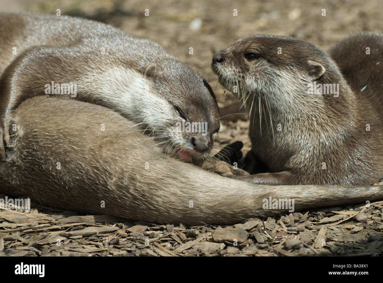 Jouant de la loutre Banque D'Images