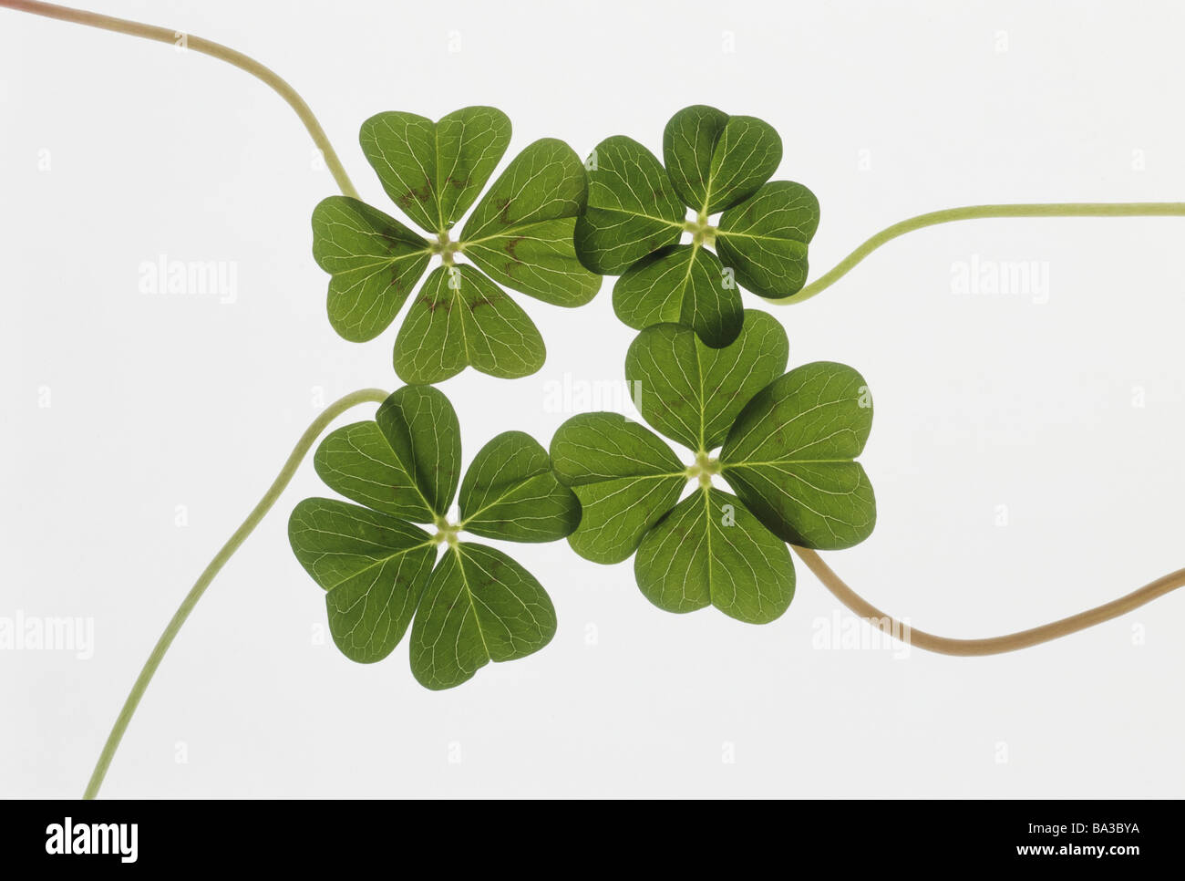 Quatre-usine Schmetterlingsblütler feuilletée trèfles Trifolium trèfle à quatre-feuilles croustillantes concept vert lucky-symbole trèfle Banque D'Images