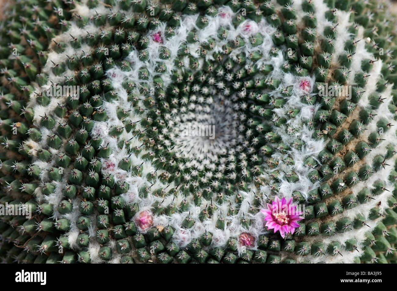 Mammillaria grahamii, sous-espèce heldonii «' modèle cactus à fleurs Banque D'Images