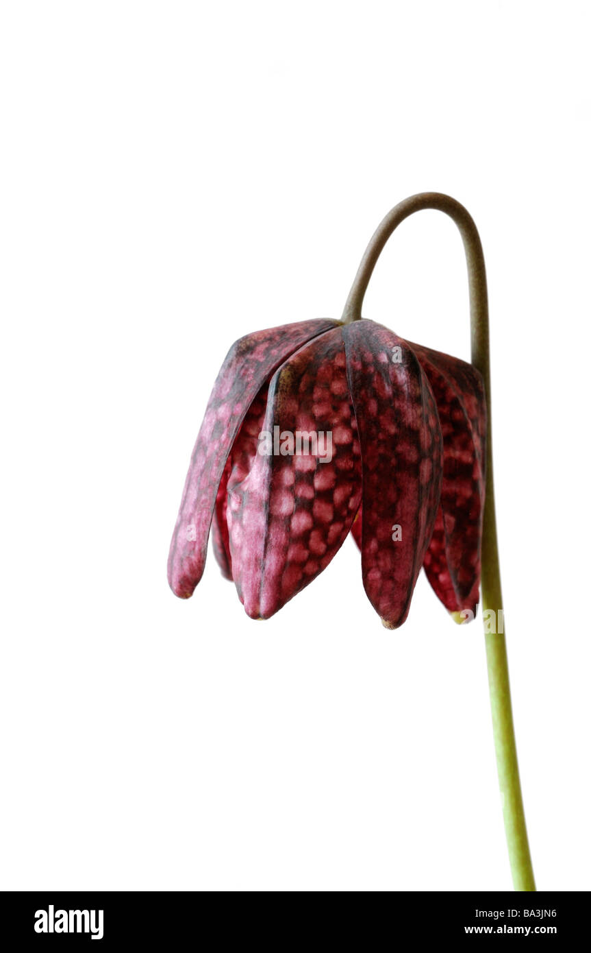 Tête du serpent violet fritillary Fritillaria meleagris damier damier fleur fleur coupée Banque D'Images