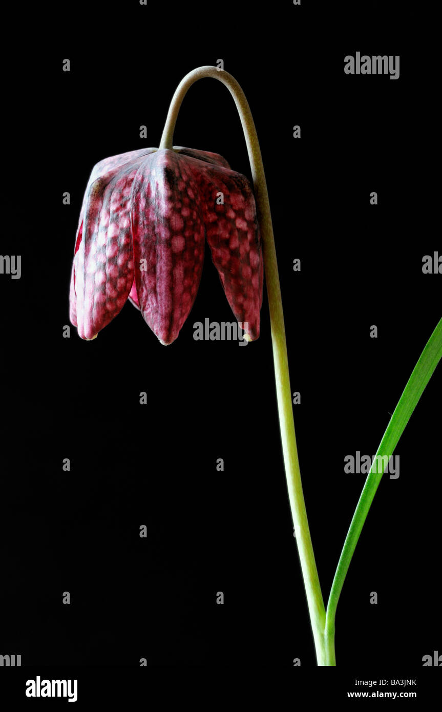 Tête du serpent violet fritillary Fritillaria meleagris damier damier fleur fleur coupée Banque D'Images