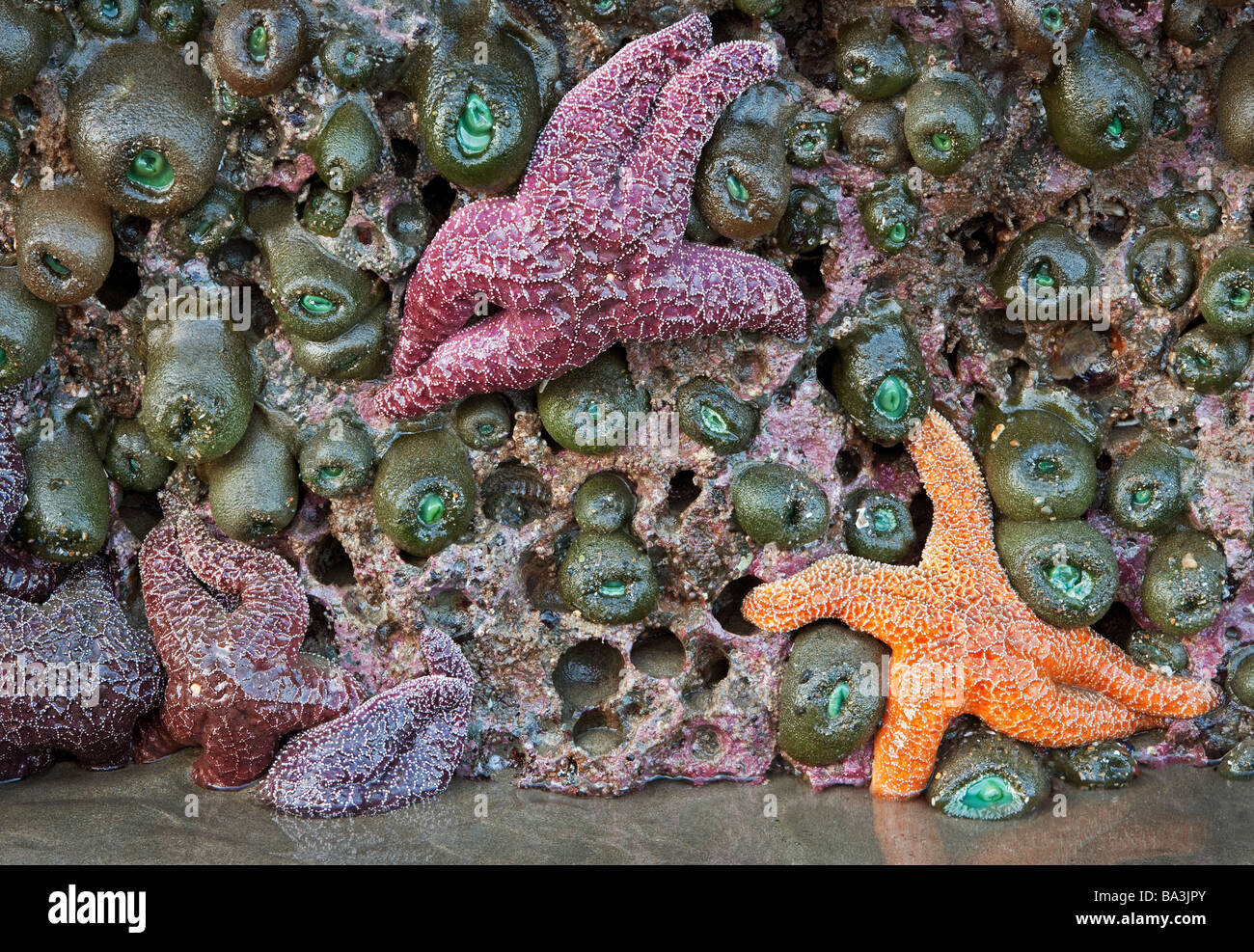 Mur d'anémones de mer et des étoiles de mer découverte à marée basse sur la plage de Bandon. Banque D'Images