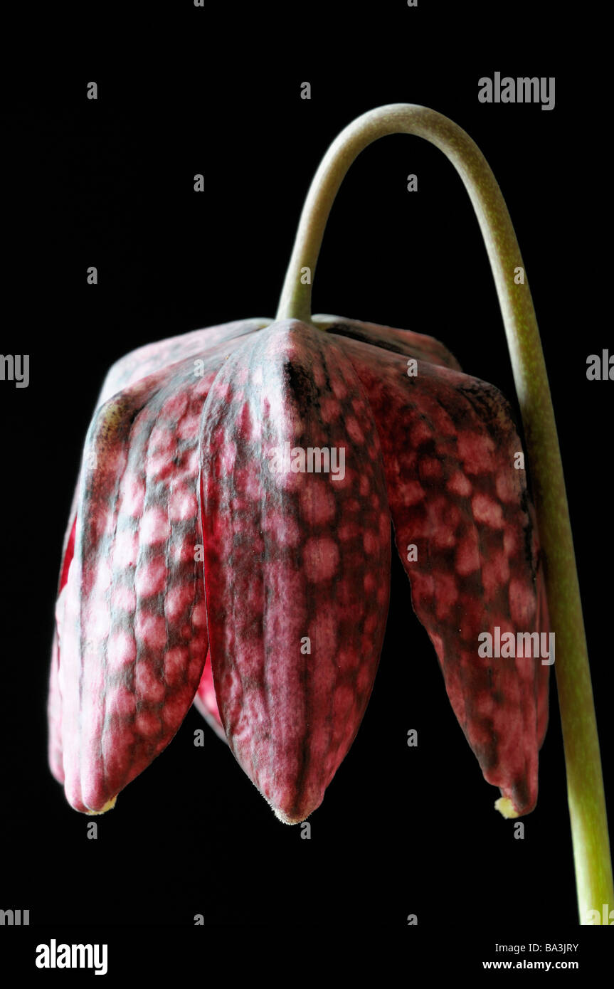 Tête du serpent violet fritillary Fritillaria meleagris damier damier fleur fleur coupée Banque D'Images