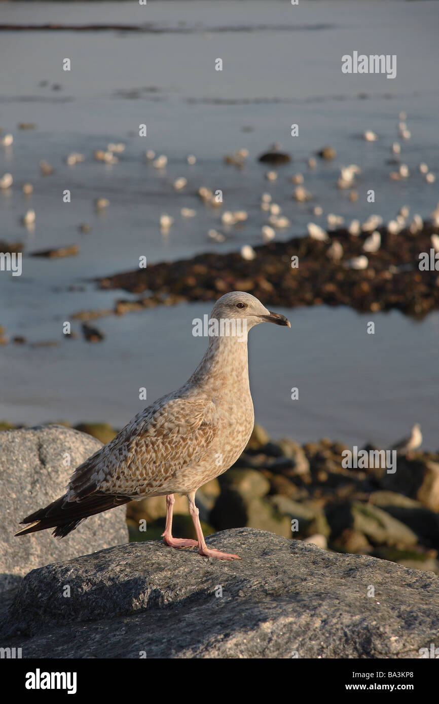 Une Mouette immatures s'assit sur un rocher. Beaucoup d'autres dans la distance à la mer. Lyme Regis Banque D'Images