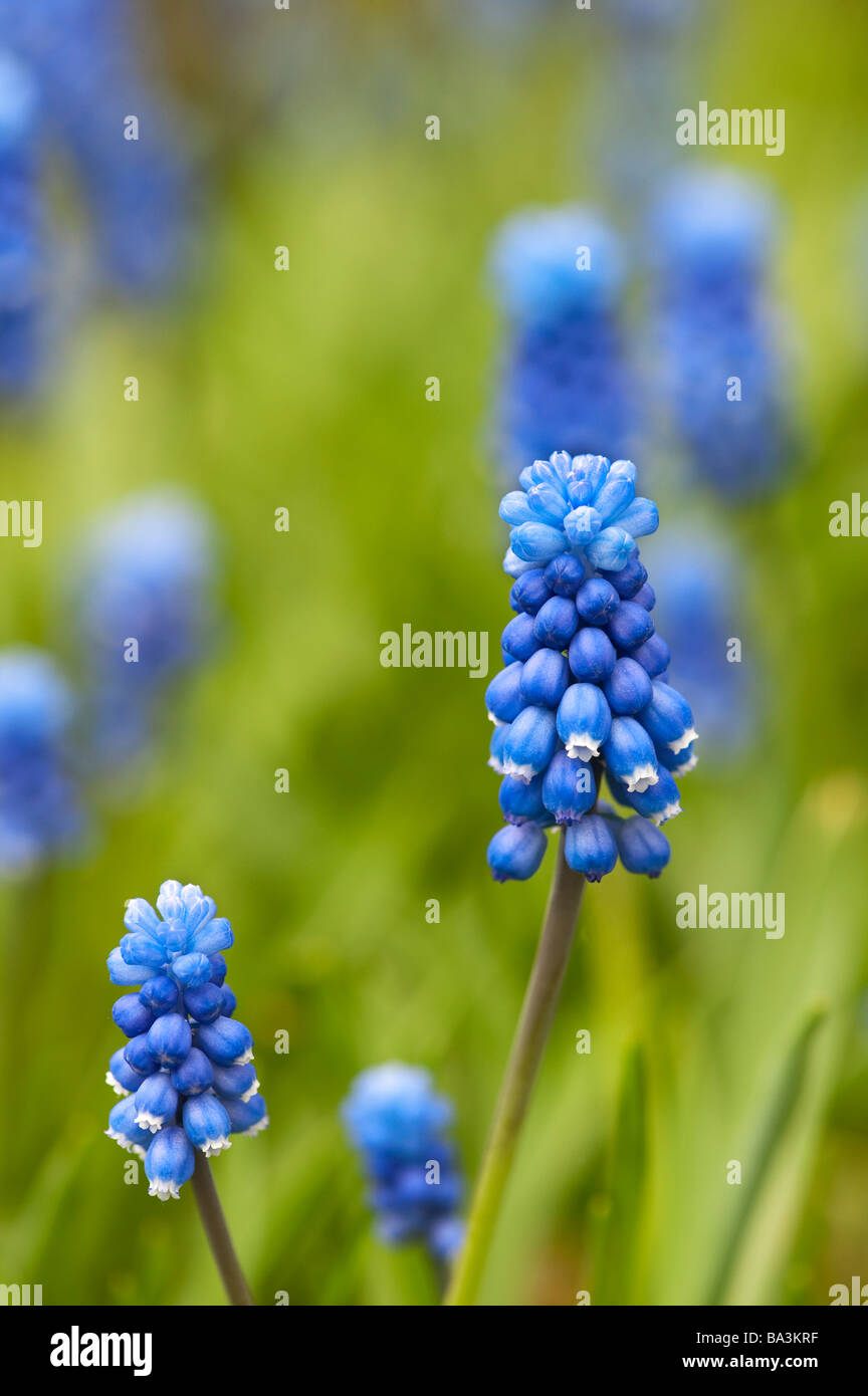 Muscari armeniacum « superstar' , Decor fleurs Banque D'Images