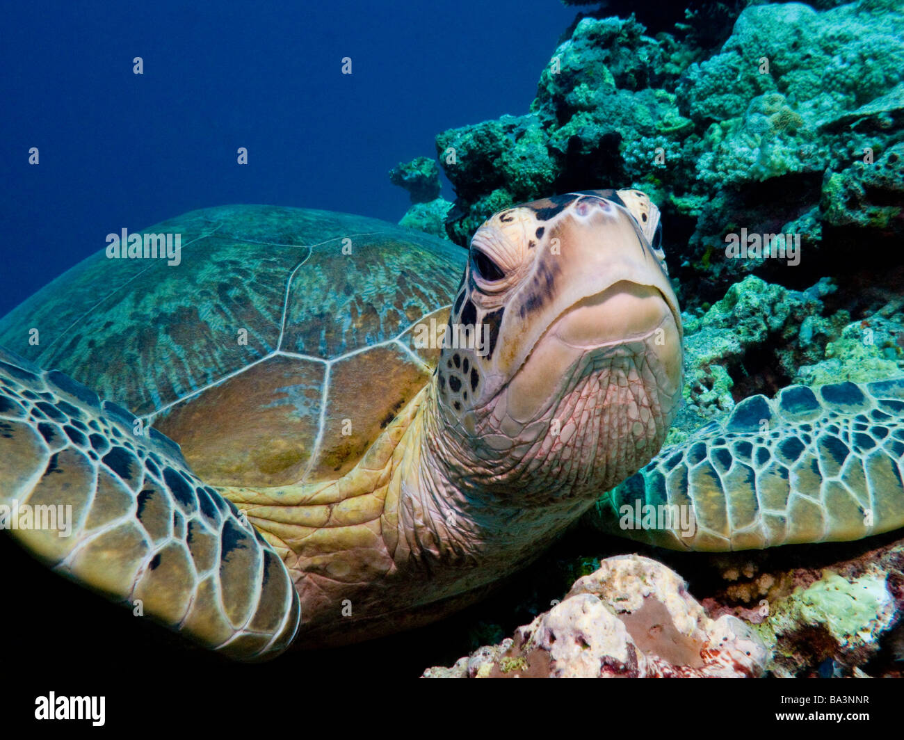 Tortue de Mer Portrait Looking at Camera Banque D'Images